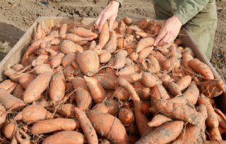 Albert Heijn verkoopt drie maanden zoete aardappelen uit Nederland