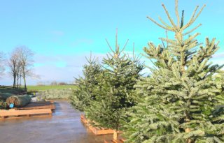 Van der Gugten: 'Mensen komen eerder en willen een grote kerstboom'