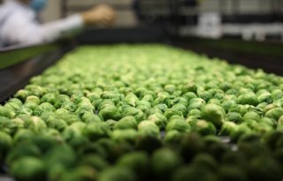 Belgische groentetelers trekken aan de bel over contracten