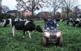 Gelderland wil meer biologisch melkvee