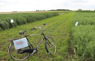 Groningen steunt experimenteel onderzoek naar eiwitgewassen