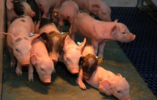 Duitse Boerenbond ziet onzekerheden, vooral voor varkenshouders