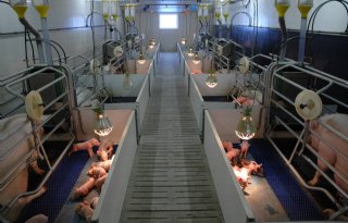 In bijna 25 jaar ruim kwart minder varkensrechten