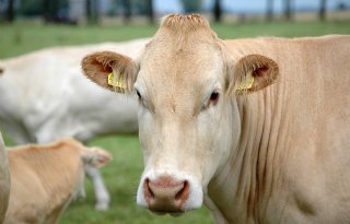 Prijzen vleesvee stijgen minder dan die van melkvee, kosten hoog