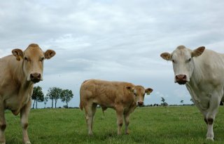 VleesveeNL+start+consumentenonderzoek+rundvlees