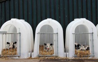 NVWA controleert veehouders extra op schaduw voor iglo's