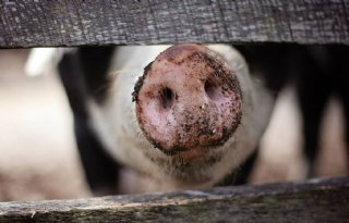 Poolse varkensproductie staat onder druk