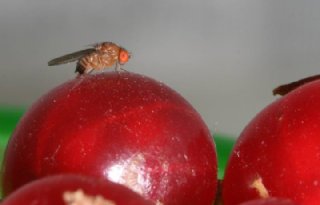 Steriele mannetjes werken ook tegen suzuki-fruitvlieg