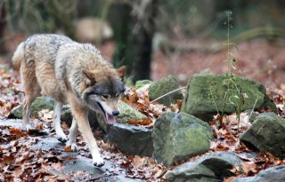 Hoge Veluwe over wolvenwelpen: probleem alleen maar groter