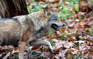 LTO en Gelderland positief over Europese versoepeling wolvenstatus