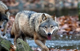 Van der Wal: 'We moeten leren samen te leven met wolf'