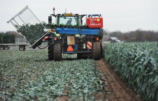 Limburgse teler oogst mooie winterprei dankzij gunstig groeiseizoen