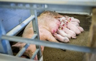Onderzoek naar influenza bij varkens moet trends signaleren