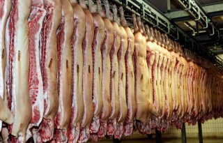 India opent markt voor Amerikaans varkensvlees