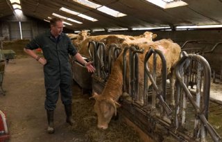 Anton Schotpoort: 'Koeien herstellen langzaam na jakobskruiskruidvergiftiging'