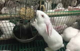 Belgen vrezen konijnentekort door stoppers