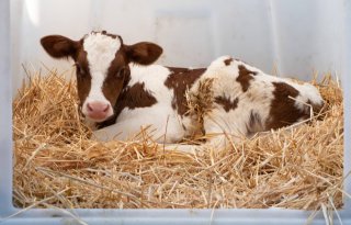 Drie kloonkalveren van hoogproductieve koeien geboren in China
