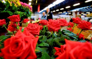 Online Flower Auction stopt tijdelijk met veilen