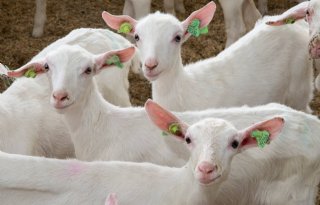 Nieuw sectorplan over omgang met geitenbokjes
