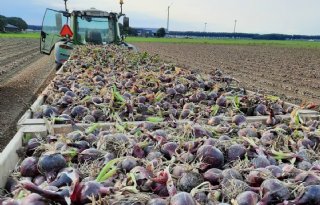 WeGrowOrganic levert bijna jaarrond Nederlandse bio-uien