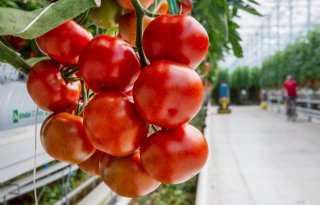 Tien bedrijven dupe van illegale besmettingen tomatenvirus