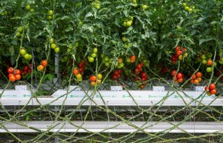 WUR wint hoogwaardig rubisco-eiwit uit tomatenblad