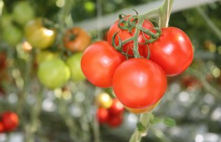 Tijdelijke vrijstelling Verimark voor tomaten