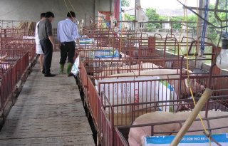 Afrikaanse varkenspest vastgesteld in Thaise slachterij