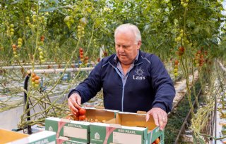 Energieprijs jaagt productie tomatenkwekerij Lans omlaag