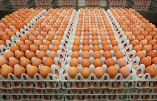 Transport eieren rond Ede en kuikens in regio 10 mag weer