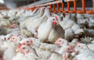 Vleeskuikenbedrijf in Groningen getroffen door vogelgriep