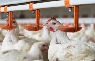 Opnieuw vogelgriep op vleeskuikenbedrijf in Blija