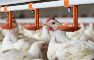 Vogelgriep bij vleeskuikens in Bodegraven