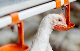 Vleeskuikenbedrijf in Tzum getroffen door vogelgriep