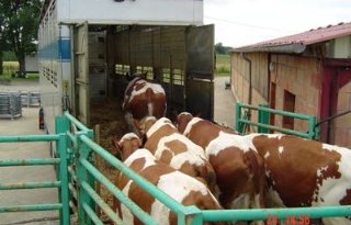 Vervoer hoogdrachtige of pas afgekalfde koe vanaf 1 februari strafbaar
