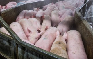 Bijna 10 procent minder varkens geslacht in Duitsland