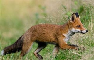 Nachtelijke vossenjacht in provincie Utrecht blijft voorlopig verboden