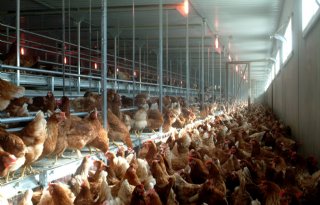 Legbedrijf in Hekendorp getroffen door vogelgriep