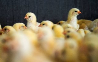 Antibioticagebruik op Belgische veehouderijen aanzienlijk gedaald