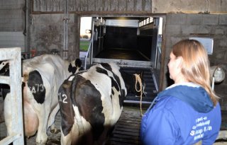 NVWA komt met beoordelingsprotocol veetransport melkkoeien