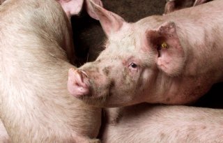 Rabobank: Duitse krimp en oorlog Oekraïne stuwen varkensprijs
