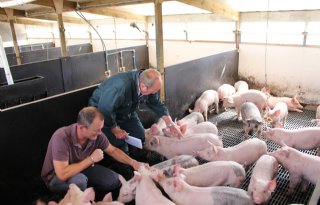 Flinke daling Britse varkensvleesproductie verwacht