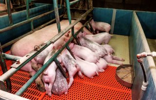 Britse landbouworganisaties dringen aan op varkenstop