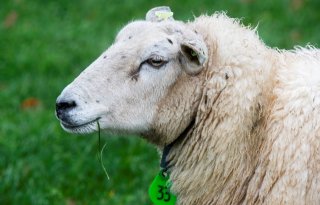 GD: meer kans op geeldikkop bij schapen