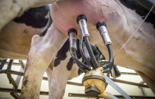 Inkomen op melkveebedrijven naar recordhoogte door melkprijs