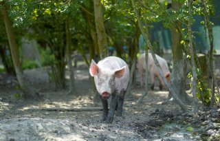 Afrikaanse varkenspest tast nieuwe delen van Europa aan