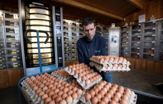 Familie Verbeek loopt 2 à 2,5 cent per ei mis door ophokplicht