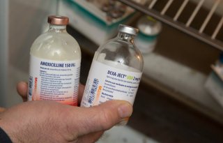 Frankrijk+start+nieuw+offensief+tegen+antibioticaresistentie