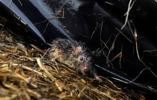 Nieuwe regels maken rattenbestrijding lastig