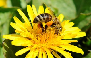 Staghouwer: maximaal toelaatbare sterfte bijen blijft op 7 procent